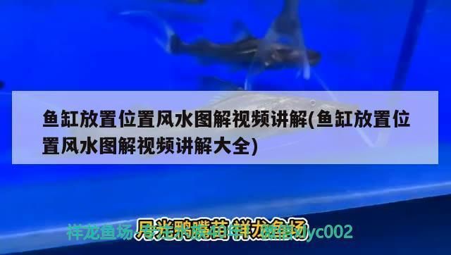 烏魚和龍魚的肉質細嫩、口感鮮美，肉質細嫩、口感鮮美，口感鮮美（烏魚和龍魚哪個好吃？） 烏魚和龍魚的肉質細嫩、口感鮮美，肉質細嫩、口感鮮美，口感鮮美（烏魚和龍魚哪個好吃？） 觀賞魚百科