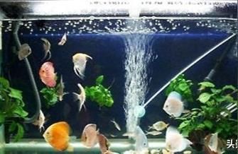 龍魚賣多少錢一只（龍魚賣多少錢一只啊）