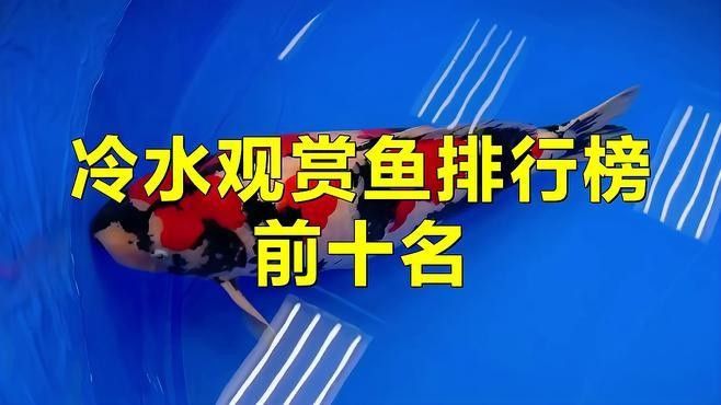 釣魚愛好者的追捧，十種冷水觀賞魚的冷水觀賞魚排行榜（十種以顏值著稱的冷水觀賞魚）