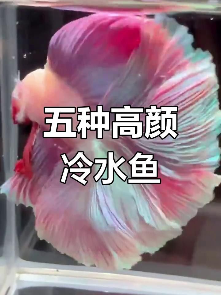 釣魚愛好者的追捧，十種冷水觀賞魚的冷水觀賞魚排行榜（十種以顏值著稱的冷水觀賞魚）