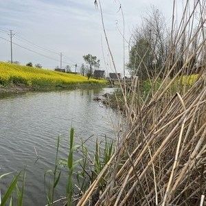 如皋龍游河釣魚實況分享（南通如皋網(wǎng)紅釣點大明龍游河釣點大明龍游河釣魚技巧分享） 如皋龍游河釣魚實況分享（南通如皋網(wǎng)紅釣點大明龍游河釣點大明龍游河釣魚技巧分享） 觀賞魚百科 第8張