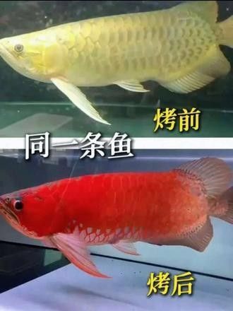 龍魚(yú)發(fā)色燈的正確位置視頻教程（魚(yú)發(fā)色燈抖音聽(tīng)位置視頻教程）