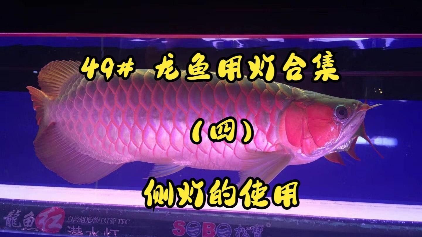 龍魚(yú)發(fā)色燈的正確位置視頻教程（魚(yú)發(fā)色燈抖音聽(tīng)位置視頻教程）