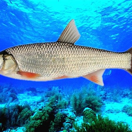 圖們江魚類之“三十二雜魚”（圖們江中常見的十大魚類）