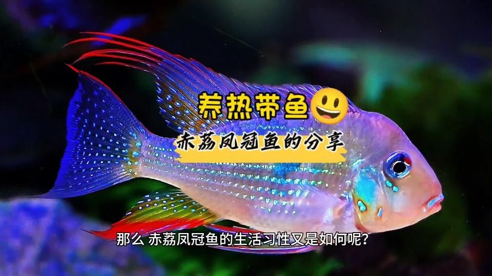 關刀魚被稱為“赤荔鳳冠”的原因是什么？（關刀魚為什么被稱為“赤荔鳳冠”？）