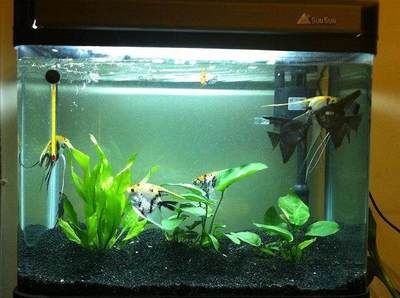 龍魚所有品種圖片及價格大全視頻和價格大全視頻及價格大全（關于龍魚的價格大全）