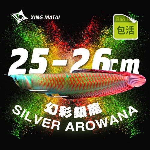 銀龍魚多少錢一條？（觀賞魚銀龍魚價(jià)格及養(yǎng)殖指南）