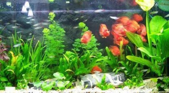國產魚缸市場發展趨勢（國產魚缸十大品牌介紹）