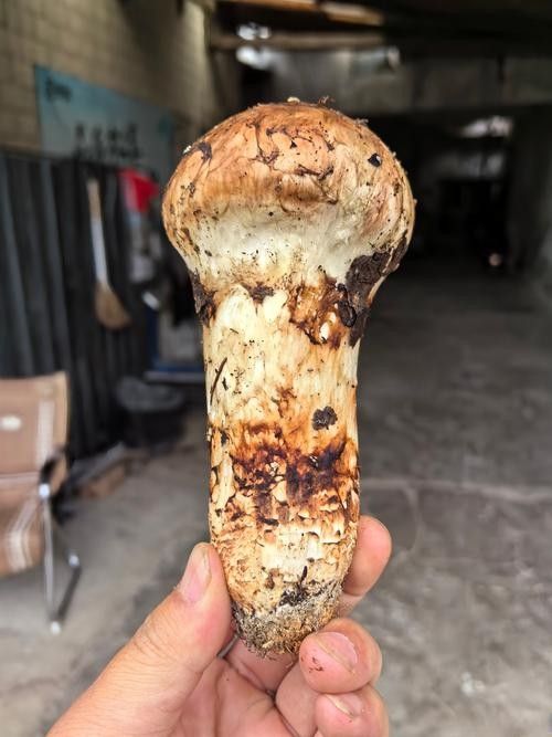 尋甸土特產有哪些？（云南尋甸土特產）