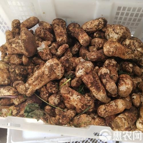 尋甸土特產有哪些？（云南尋甸土特產）