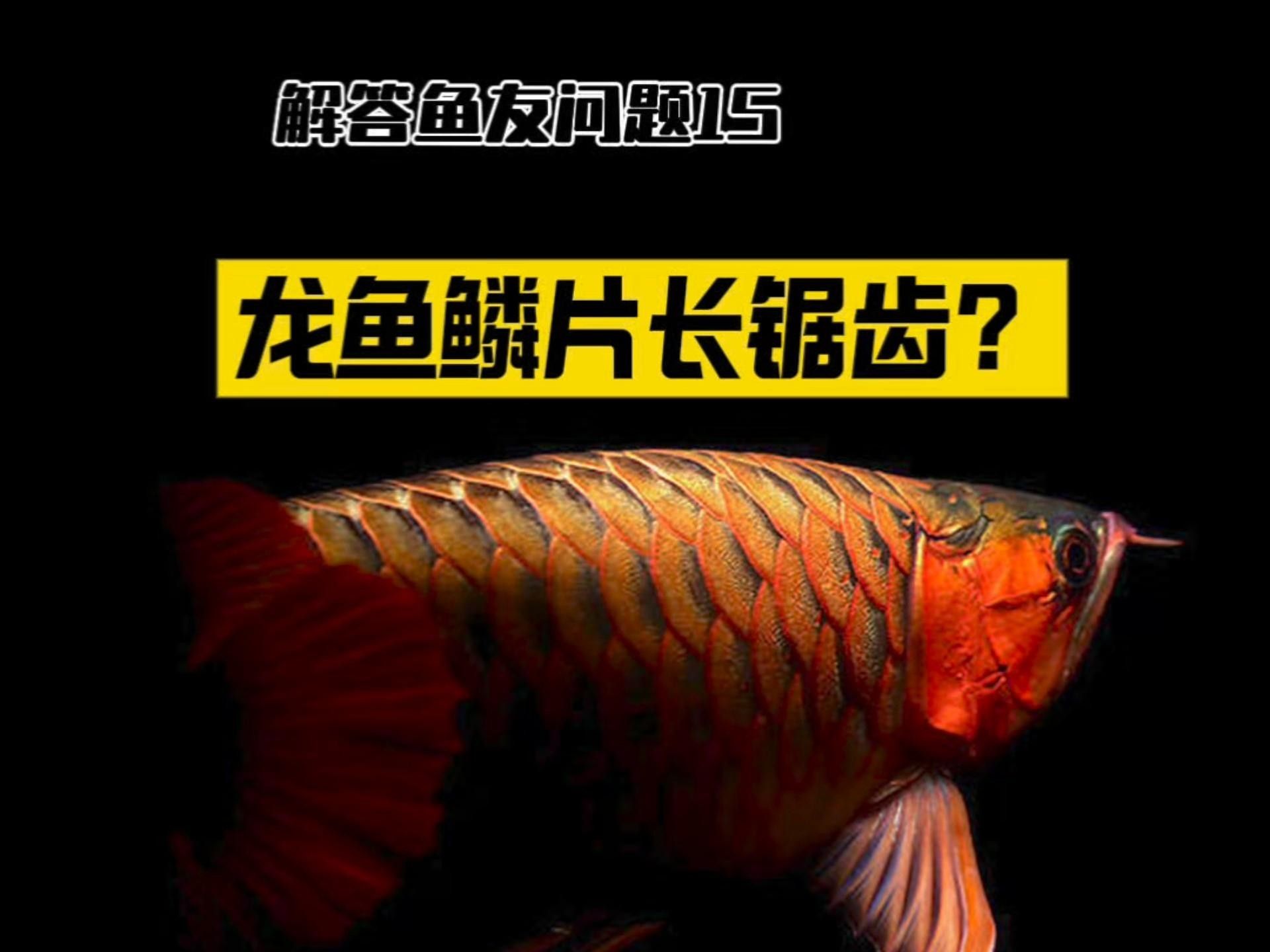 龍魚鱗片長鋸齒是什么鬼讓我一分鐘教會你（紅龍魚鱗片出現鋸齒狀是什么鬼讓我一分鐘教會你）