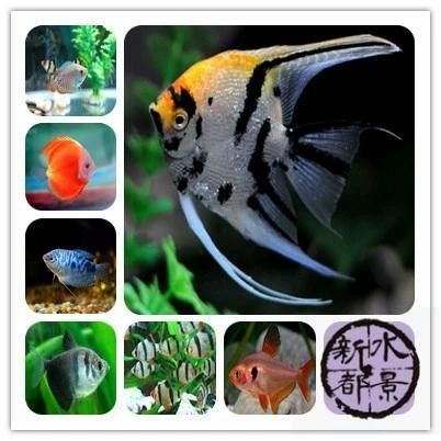 新都龍魚的飼養(yǎng)方法和注意事項(xiàng)（新都龍魚養(yǎng)殖基地有哪些新都龍魚養(yǎng)殖基地有哪些）