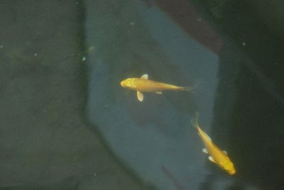 肥東哪里有賣魚缸的實體店啊多少錢？
