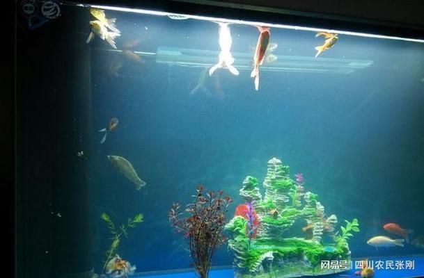 龍魚驚嚇撞缸掉鱗會死嗎（龍魚驚嚇撞缸掉鱗了會死嗎）