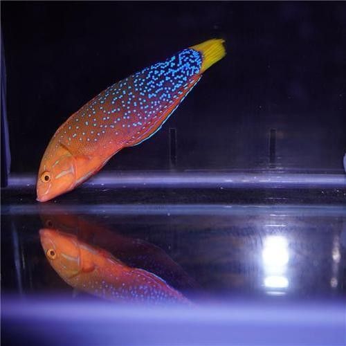 白點紅龍幼魚怎么養（如何區分白點紅龍與其他紅龍，白點紅龍幼魚需要多大的魚缸？）