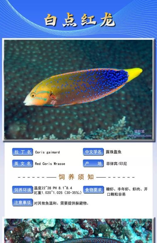 白點紅龍幼魚怎么養（如何區分白點紅龍與其他紅龍，白點紅龍幼魚需要多大的魚缸？）