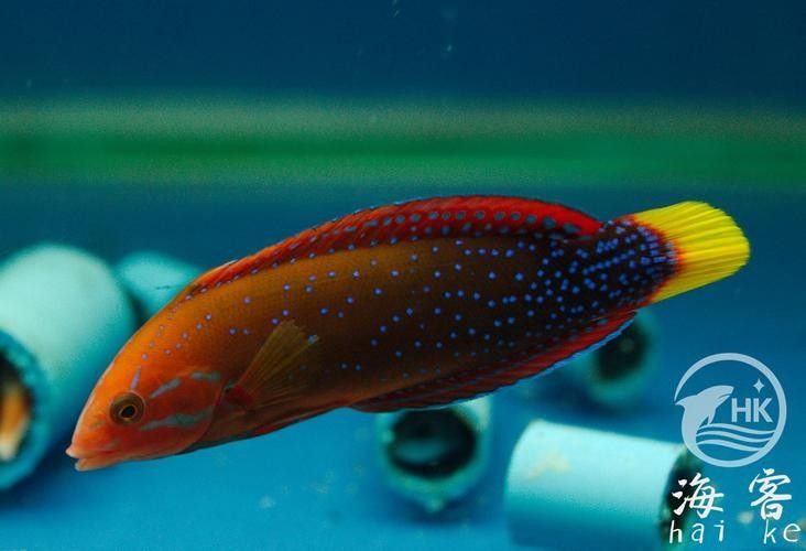 白點紅龍幼魚怎么養（如何區分白點紅龍與其他紅龍，白點紅龍幼魚需要多大的魚缸？）