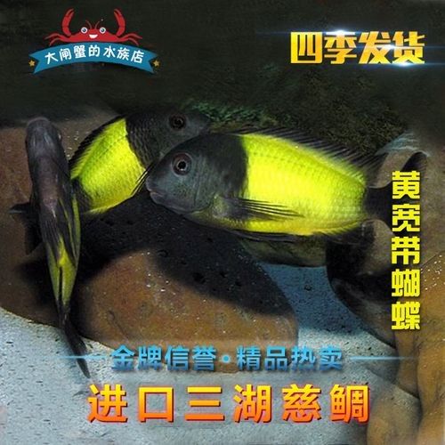 黃寬帶蝴蝶魚品牌介紹
