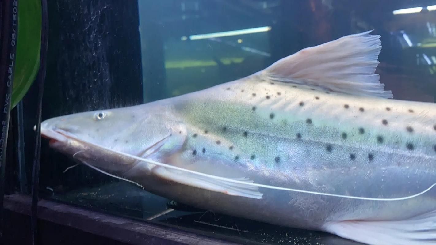 虎紋鴨嘴魚和撒旦鴨嘴的區別，虎紋鴨嘴魚和撒旦鴨嘴哪個更兇猛（如何區分虎紋鴨嘴魚和撒旦鴨嘴？）