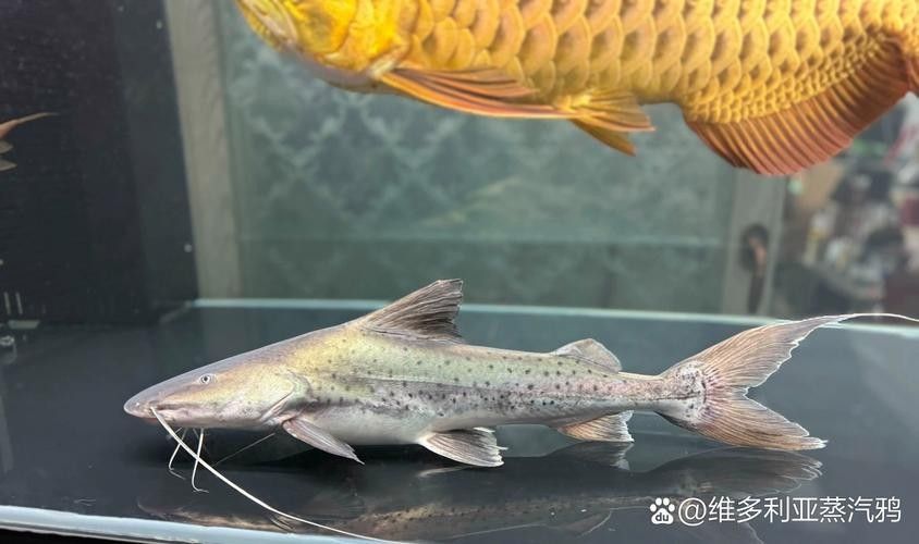 虎紋鴨嘴魚和撒旦鴨嘴的區別，虎紋鴨嘴魚和撒旦鴨嘴哪個更兇猛（如何區分虎紋鴨嘴魚和撒旦鴨嘴？）