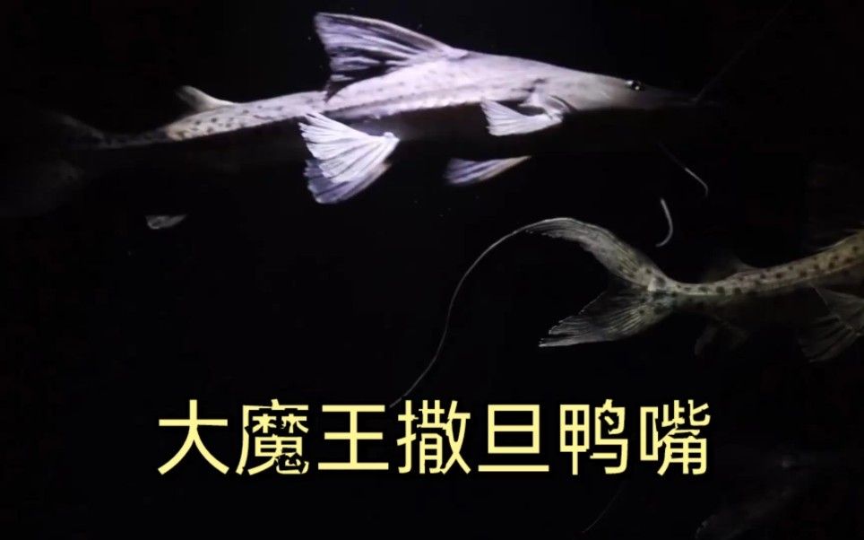 虎紋鴨嘴魚和撒旦鴨嘴的區別，虎紋鴨嘴魚和撒旦鴨嘴哪個更兇猛（如何區分虎紋鴨嘴魚和撒旦鴨嘴？）