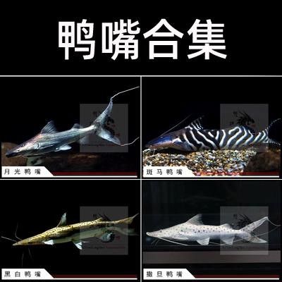虎紋鴨嘴魚和撒旦鴨嘴的區別，虎紋鴨嘴魚和撒旦鴨嘴哪個更兇猛（如何區分虎紋鴨嘴魚和撒旦鴨嘴？）