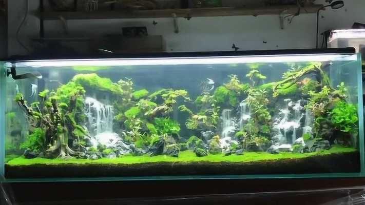 孔雀魚吃不吃蛋白蟲，和孔雀魚吃蛋白蟲有什么關系？（孔雀魚吃不吃蛋白蟲）