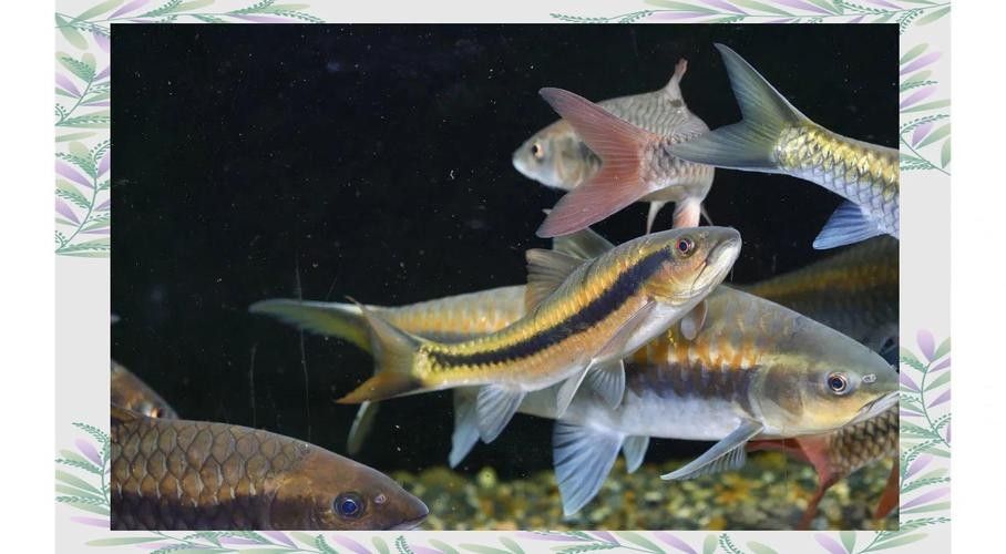 西疇龍魚屬于什么檔次