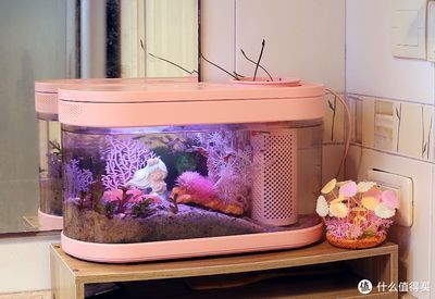 牡丹江觀賞魚批發市場（牡丹江觀賞魚批發市場電話）