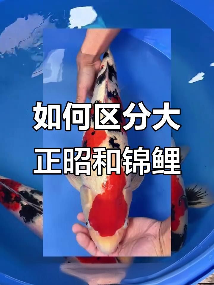 大正錦鯉的來歷是什么