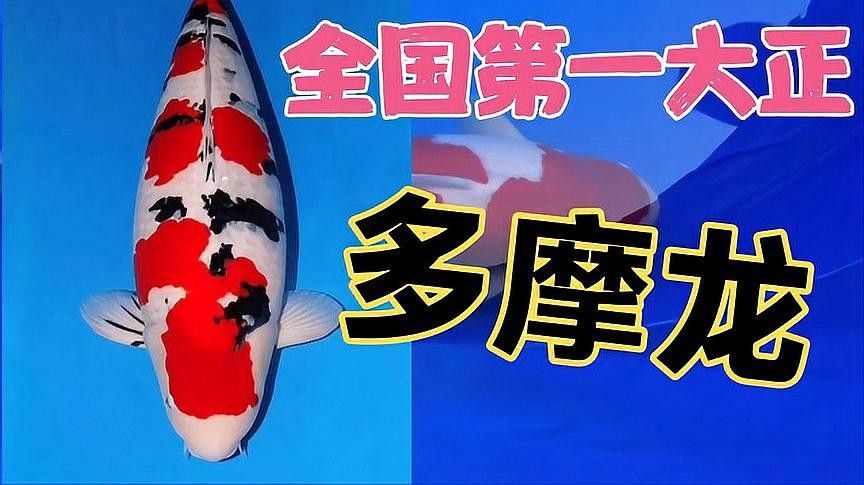 大正錦鯉的來歷是什么