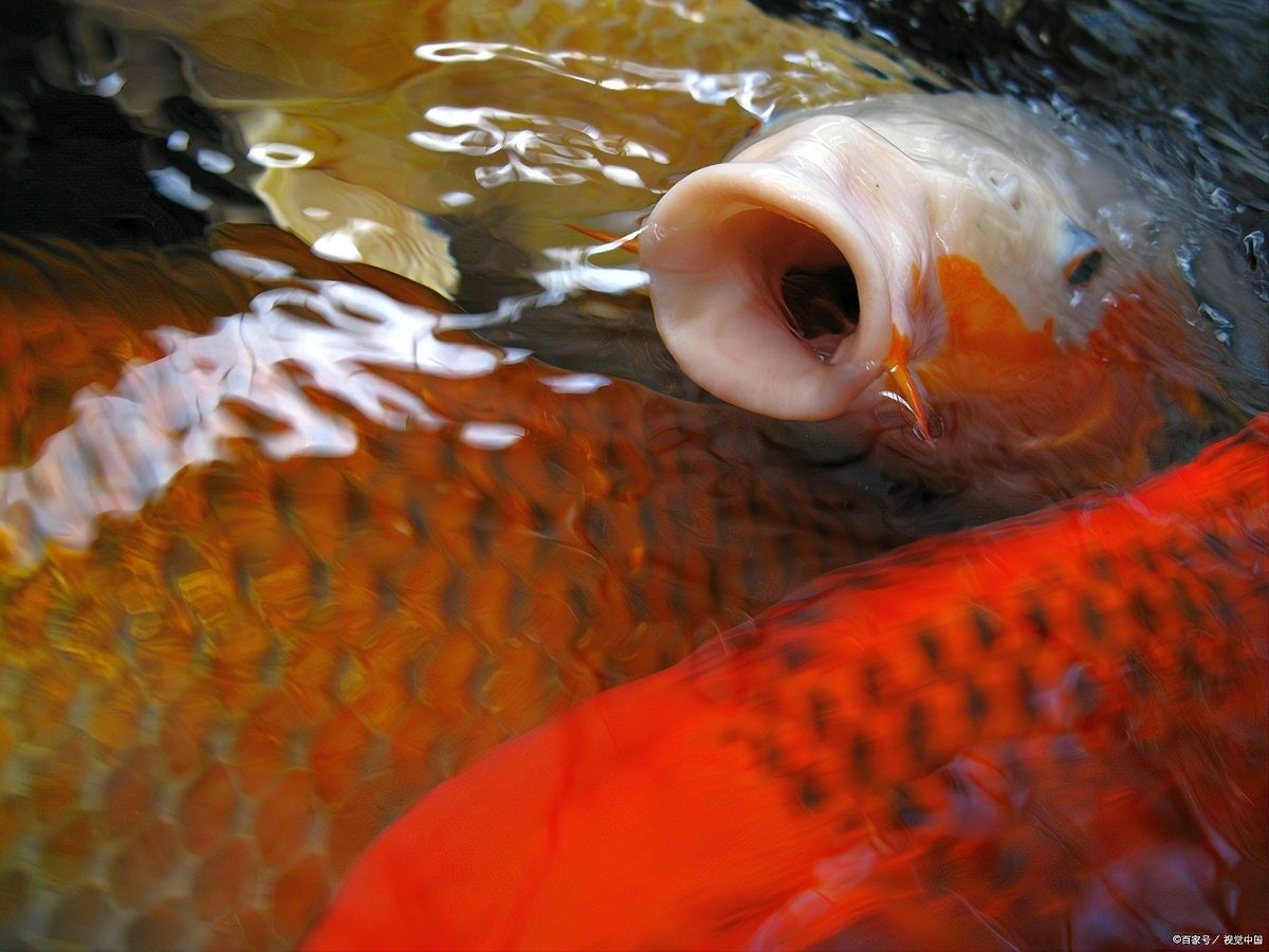 龍魚頻繁張嘴是怎么回事？（龍魚頻繁張嘴可能是健康問題的信號，養魚小竅門大公開）