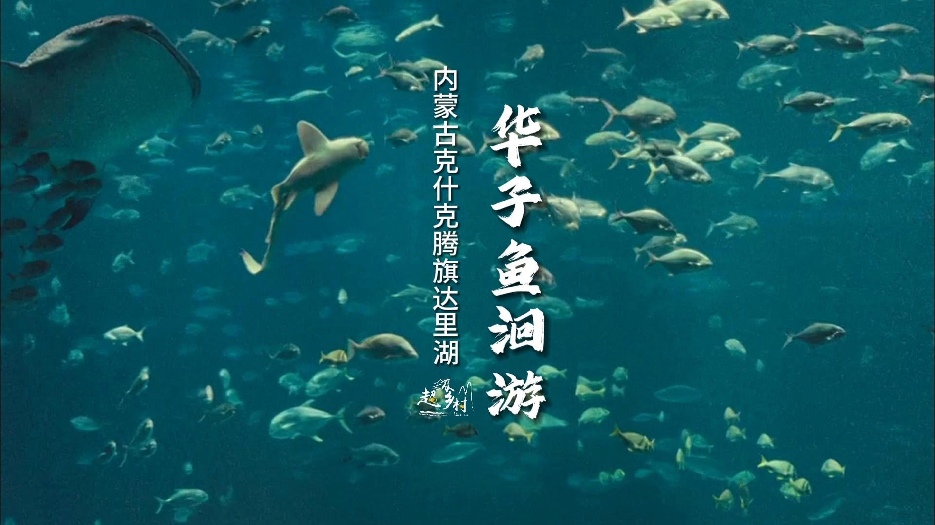 內蒙古魚類資源豐富了當地常見的魚類資源豐富了當地的生物（內蒙古有哪些魚類？）