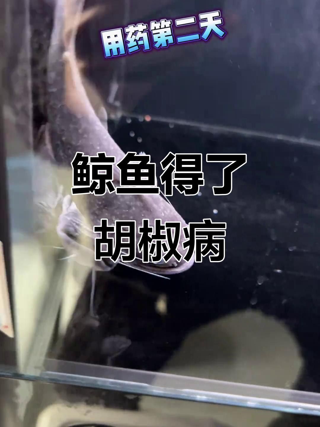 大嘴鯨魚白點病的治療方法有哪些大嘴鯨魚白點病的治療方法（大嘴鯨出院了,鯰魚恢復力真強,小病幾乎無傷）