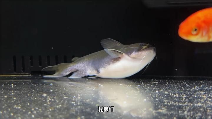 大嘴鯨魚白點病的治療方法有哪些大嘴鯨魚白點病的治療方法（大嘴鯨出院了,鯰魚恢復力真強,小病幾乎無傷）