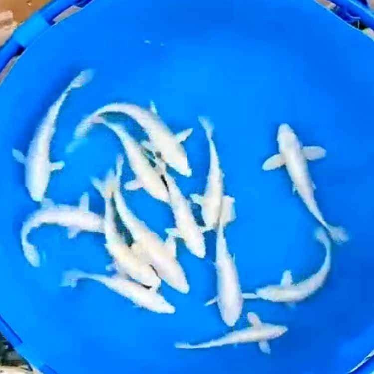 尚晟招財魚擺件招財魚擺件選擇適合活體招財魚品牌（如何選擇招財魚品牌）