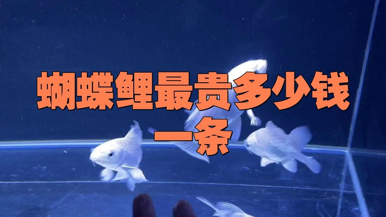 蝴蝶鯉的市場價格波動大嗎（蝴蝶鯉價格參考表）