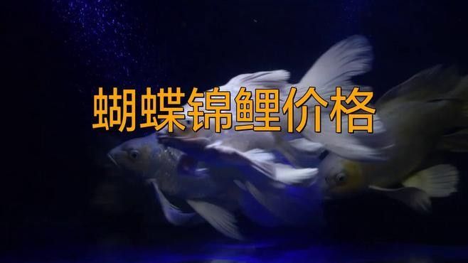 蝴蝶鯉的市場價格波動大嗎（蝴蝶鯉價格參考表）