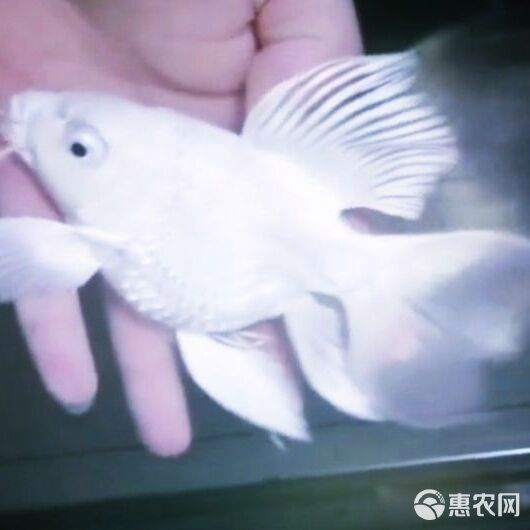 蝴蝶鯉的市場價格波動大嗎（蝴蝶鯉價格參考表）