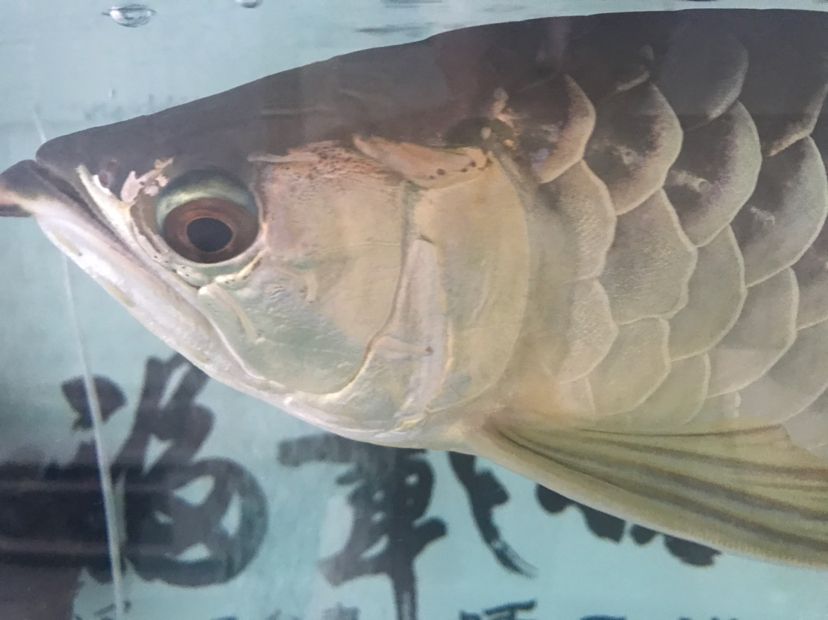 陽仔他爸爸，家養(yǎng)魚一般出現(xiàn)寄生蟲的幾率很小找找水的原因圖二明顯蝕鱗（頭洞與魚鱗病的探討）