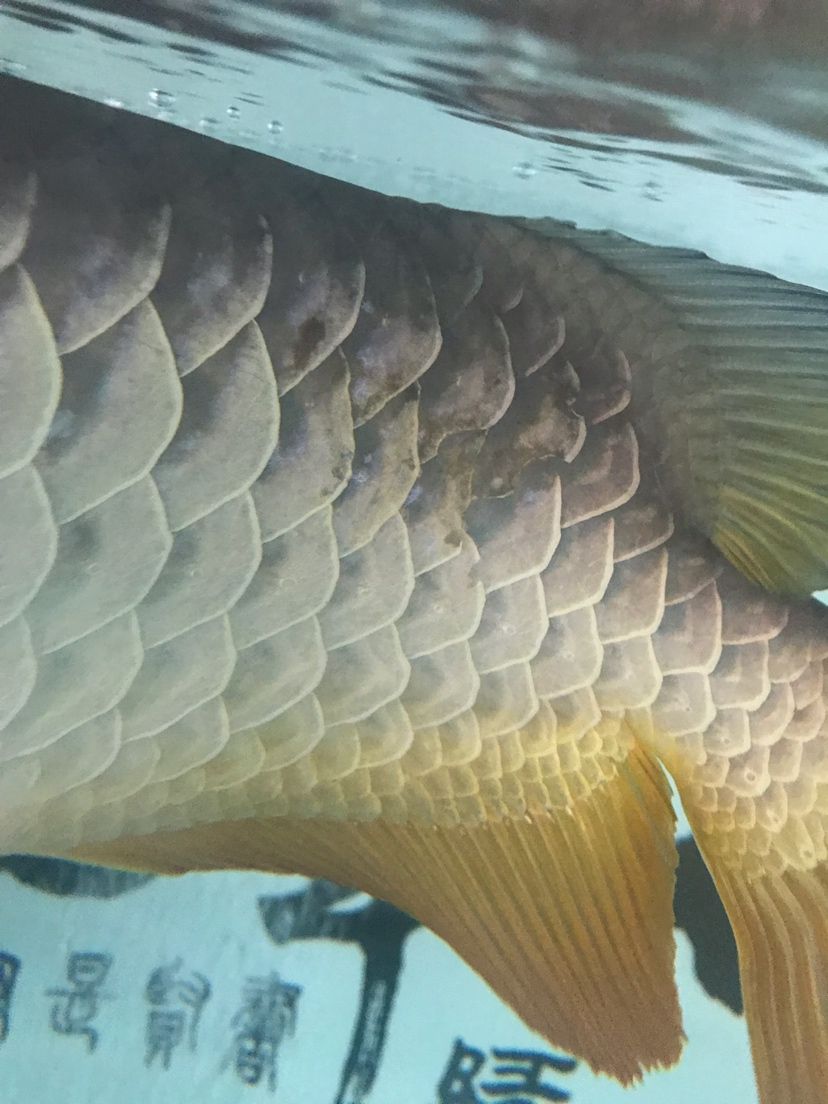 陽仔他爸爸，家養(yǎng)魚一般出現(xiàn)寄生蟲的幾率很小找找水的原因圖二明顯蝕鱗（頭洞與魚鱗病的探討）