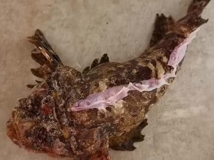 老虎魚的營養(yǎng)價(jià)值及功效（朱旭萍副主任醫(yī)師三甲老虎魚的營養(yǎng)價(jià)值及功效與作用）