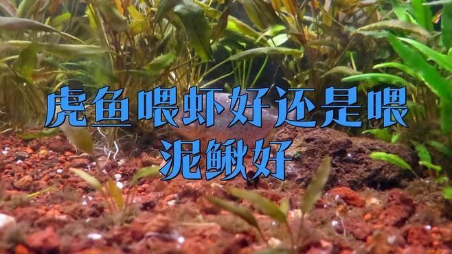 老虎魚的營養(yǎng)價(jià)值及功效（朱旭萍副主任醫(yī)師三甲老虎魚的營養(yǎng)價(jià)值及功效與作用）