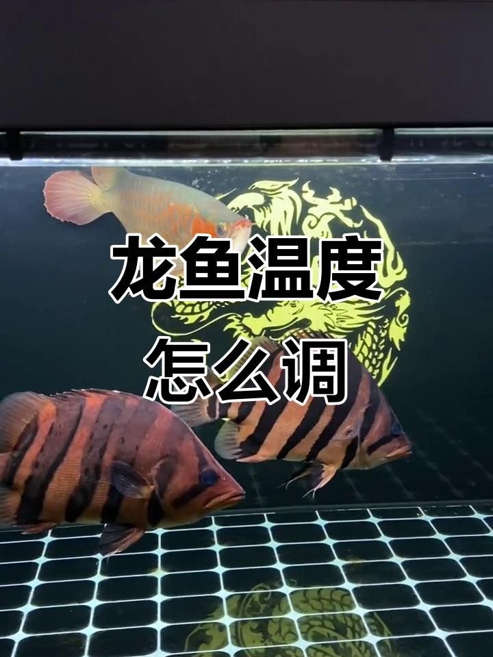 綿陽市平武縣冷水魚產(chǎn)業(yè)發(fā)展工作平武縣冷水魚產(chǎn)業(yè)發(fā)展情況（平武縣冷水魚產(chǎn)業(yè)發(fā)展情況如何？）