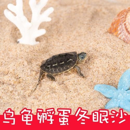 細(xì)河金龍魚，細(xì)河金龍魚的飼養(yǎng)管理技巧（細(xì)河金龍魚怎么選）