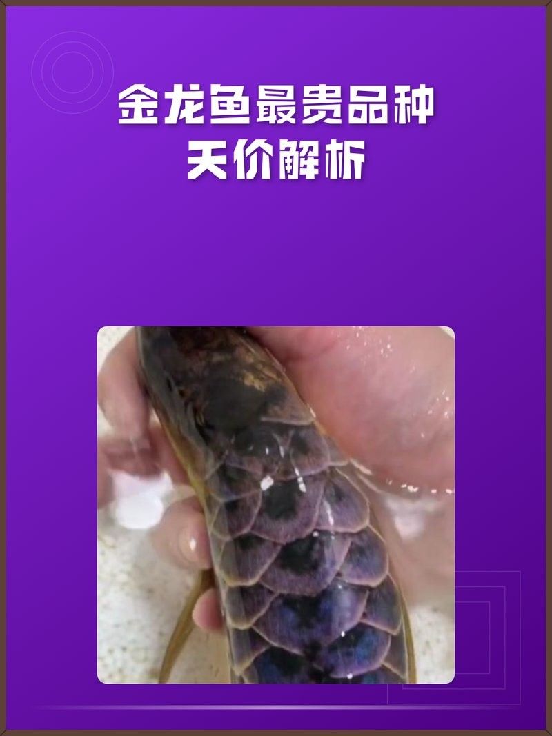 金龍魚最貴的三個顏色，紅龍魚最貴，紫燕血紅龍4500萬元（金龍魚最貴的三個顏色）