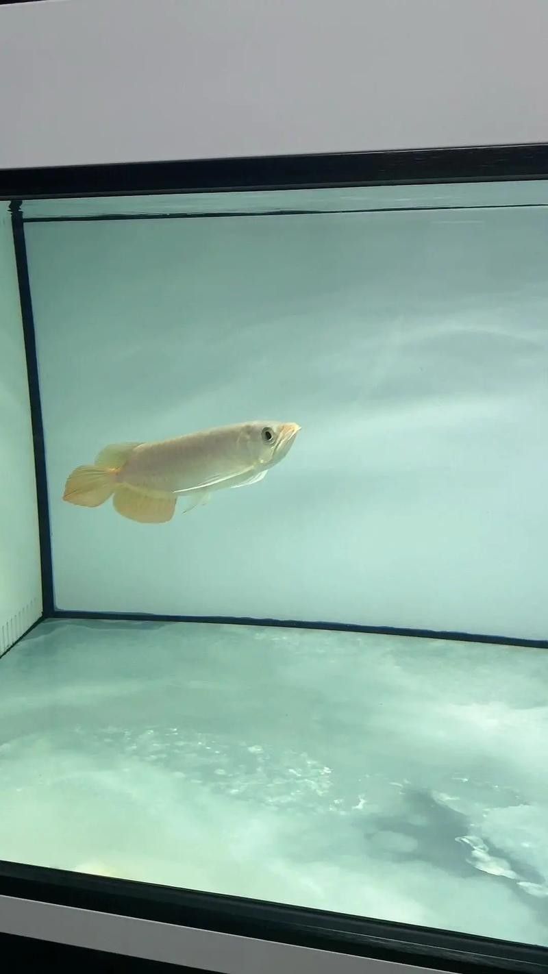益海嘉里金龍魚食品集團(tuán)金龍魚食品集團(tuán)介紹（養(yǎng)魚說，如何區(qū)分金龍魚）