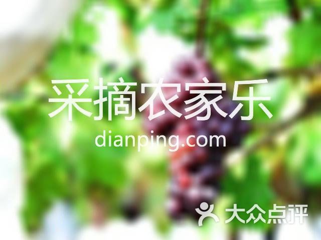 金龍魚銀龍魚銀龍魚銀龍魚揭秘水中貴族的驚人秘密網(wǎng)易聽（沈陽龍魚怎么樣）