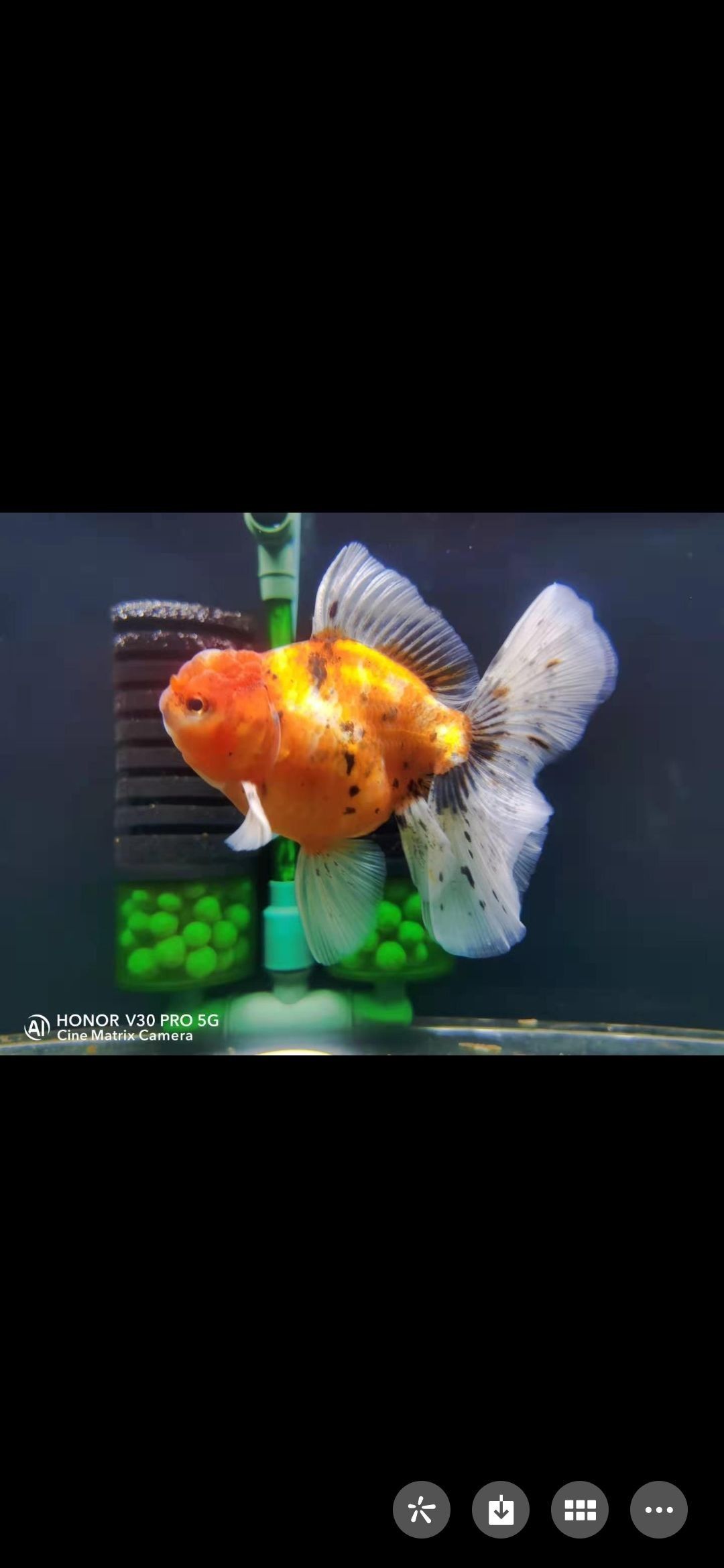 金龍魚銀龍魚銀龍魚銀龍魚揭秘水中貴族的驚人秘密網(wǎng)易聽（沈陽龍魚怎么樣）