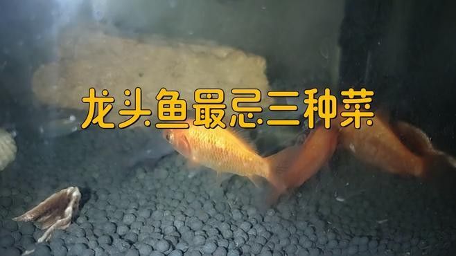 清遠(yuǎn)龍魚為何要少吃，清遠(yuǎn)龍魚有哪些烹飪方法,清遠(yuǎn)龍魚吃多少合適（清遠(yuǎn)龍魚一次吃多少合適）